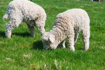 young lambs grazing outdoor on farmland