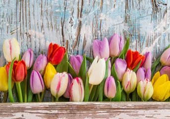 Poster de jardin Tulipe Beautiful tulips background