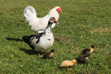 Muscovy duck guarding ducklings
