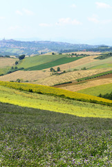 Fototapeta na wymiar Summer landscape in Marches (Italy)