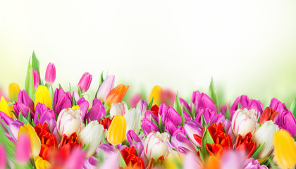 tulips over white background