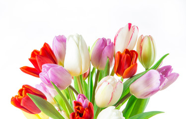 tulips over white background