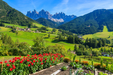 Red flowers and view of Val di Funes mountain valley, Dolomites - obrazy, fototapety, plakaty