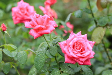 雨に濡れる旧古河庭園のバラ　マリア カラス（品種名はイタリアのオペラ歌手の名前。芳香あり）