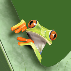Red-eyed tree frog illustration