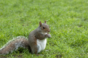 Naklejka na ściany i meble Squirrel standing and eating a nut. Grey squirrel in the meadow
