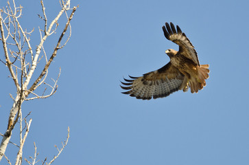 Red-Tailed Hawk Flying Among the Trees
