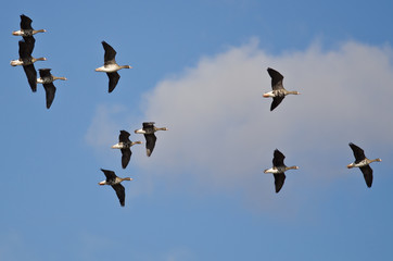 Flock of Greater White-Fronted Geese Flying in a Cloudy Sky