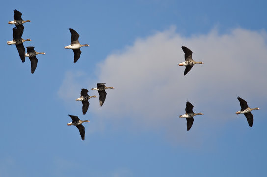 Flock of Greater White-Fronted Geese Flying in a Cloudy Sky