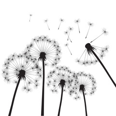 Black vector dandelions