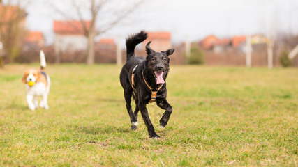 Happy mixed breed dog playing in garden