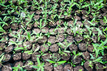 Young Seedlings in jiffy pots