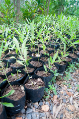 Young plant  in jiffy pots