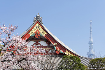 浅草　浅草寺　満開の桜と東京スカイツリー