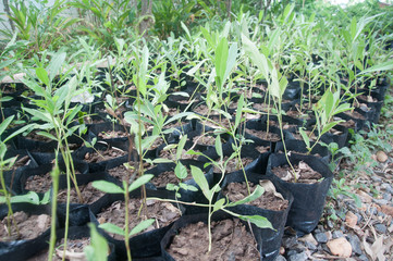 Young plant  in jiffy pots in plant shop