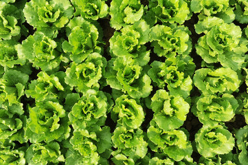 lettuce plant in field