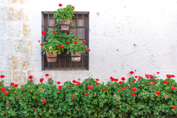 Fototapeta na wymiar White Wall and Red Flowers