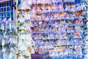 Crédence de cuisine en verre imprimé Hong Kong Aquarium fish displayed at the Goldfish market in  Hong Kong.