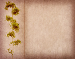 bamboo on old grunge paper texture background