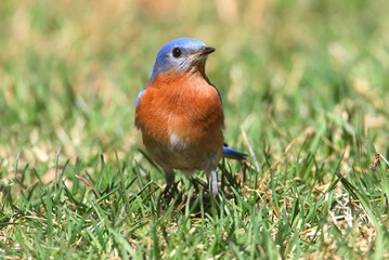 Eastern Bluebird on a Lawn