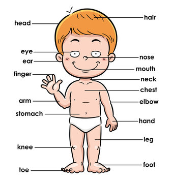 Vector illustration of vocabulary part of body