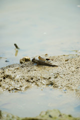 ミナミトビハゼ-Periophthalmus argentilineatus