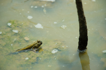ミナミトビハゼ-Periophthalmus argentilineatus