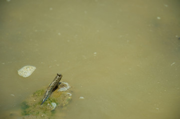 ミナミトビハゼ-Periophthalmus argentilineatus