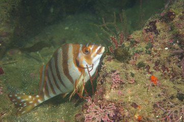 タカノハダイ-Goniistius zonatus