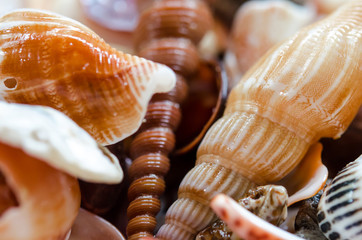 Shell