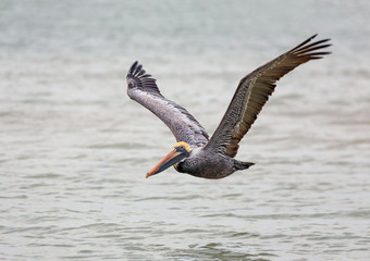 Brown Pelican in Flight