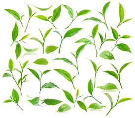 Green tea leaf isolated on white background.