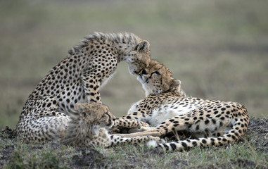 Kenya, Africa Masai Mara, cheetah and cubs