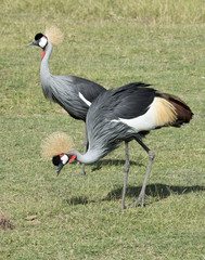 Kenya Africa Amboseli reserve, crowned cranes