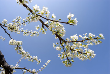 青空をバックにスモモの花