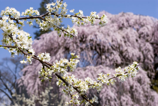 スモモ亜属 Photos Royalty Free Images Graphics Vectors Videos Adobe Stock スモモ亜属 Photos Royalty Free Images Graphics Vectors Videos Adobe Stock