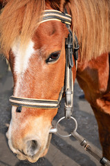 head of a brown horse with a white spot on it face close-up