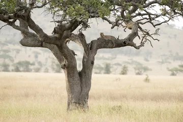 Zelfklevend Fotobehang Tanzania Serengeti National Park luipaard © 169169