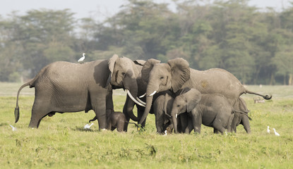 Naklejka na ściany i meble elephants protecting new born calf.