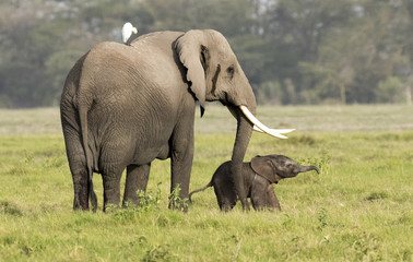 Naklejka na ściany i meble elephant with very new born calf