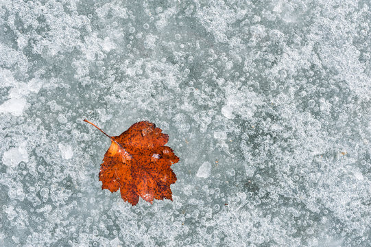Autumn leaf on the ice