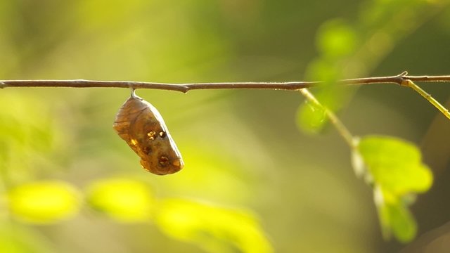 pupa exuvia of butterfly hanging on the twig