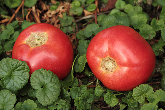 Large ripe tomatoes lying on the grass.
