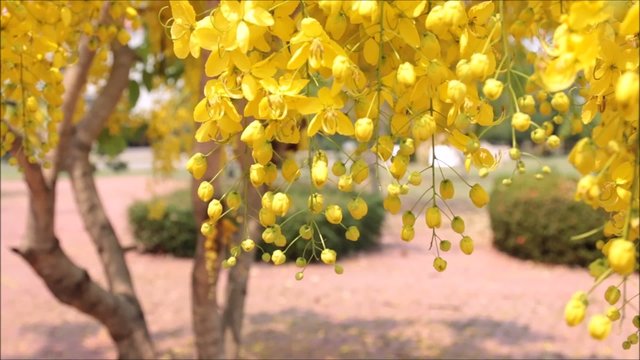 golden shower, Cassia fistula, yellow blossom flower