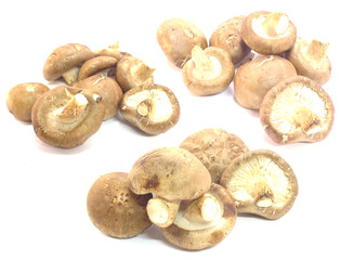 mushroom on the white background