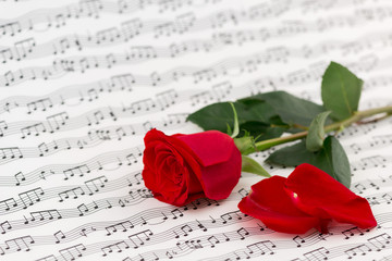 roses and music sheets - selective focus