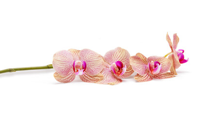 Branch of orchid flowers isolated on white © lena_serditova