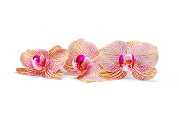orchid flowers isolated on white