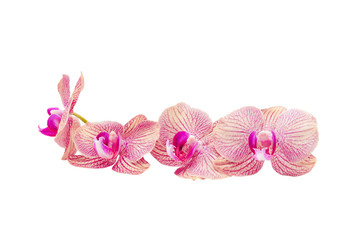 orchid flowers isolated on white