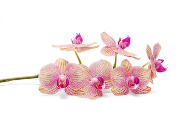 Branch of orchid flowers isolated on white